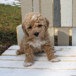 White Socks/Cockapoo									Puppy/Female	/January 14th, 2024,Meet this adorable F1b Cockapoo puppy, who is up to date on shots and dewormer and vet checked! This little cutie is hypoallergenic and loves attention. The mother Kenzie is a Cockapoo and the father is a purebred Miniature Poodle. If you are searching for a little friend to add to your family contact us today! 