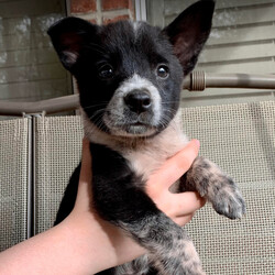 Adopt a dog:Sesame/Australian Cattle Dog / Blue Heeler/Male/Baby,This little cutie is Sesame! He is a 2-month-old Australian Cattle Dog Mix who loves belly rubs and napping in your arms. He is a very curious pup who loves to wrestle with his brothers. He loves to be the first to grab the chew toy and play keep away. He is very affectionate and gives lots of kisses.

Sesame adores both adults and children. He is crate trained and working on potty training in his foster home. His ideal home would have a fenced-in yard where he can run and play, and a family with time to devote to loving and training this sweet boy.

Sesame is available for adoption in both Texas and the Northeast.