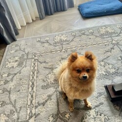 Beautiful Pomeranian for sale/Pomeranian/Male/Older Than Six Months,Ferrero is a well mannered Pomeranian. He is very friendly towards people and other dogs. Ferrero is a purebred Pomeranian weighing around 3.6kg.The perfect dog for everyday activities. He loves to go for walks and just hang out with you.For more information please contact me directly on ******2379 REVEAL_DETAILS 