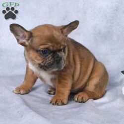 Andria/French Bulldog									Puppy/Female	/10 Weeks,Andria is a Beautiful and playful  french bulldog. She is up to date on all her shots and wormer and was also checked by a veternarian for more information on Andria contact Barbara and she will anwser any questions you may have.