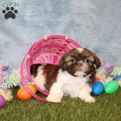 Universe/Shih Tzu									Puppy/Female	/7 Weeks,Meet Universe a Chocolate & White baby girl with soft fur and lobing eyes. She has a clear vet check, and is up to date on shots and dewormer. Both parents are both genetically tested and their results show she would have no genetic issues that would effect her health.  This puppy is started on potty and crate training and well socialized! To learn more about this charming cutie contact us today! 