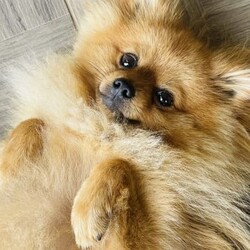 Beautiful Pomeranian for sale/Pomeranian/Male/Older Than Six Months,Ferrero is a well mannered Pomeranian. He is very friendly towards people and other dogs. Ferrero is a purebred Pomeranian weighing around 3.6kg.The perfect dog for everyday activities. He loves to go for walks and just hang out with you.For more information please contact me directly on ******2379 REVEAL_DETAILS 