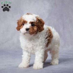 Zeke/Cavapoo									Puppy/Male	/7 Weeks,AKC registered / Genetically tested Parents – Happy and healthy – F1 Cavapoo – Up to date on and deworming – Microchipped – 6 month health/1 year genetic guarantees(1yr/2yr if you remain on recommended food)- Full vet examination Call/text/email to schedule a time to come out and visit. We can ship to you, or can meet you at our airport. We can also meet in between if a reasonable distance.