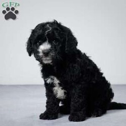 Wilbur/Cavapoo									Puppy/Male	/7 Weeks,AKC registered / Genetically tested Parents – Happy and healthy – F1 Cavapoo – Up to date on and deworming – Microchipped – 6 month health/1 year genetic guarantees(1yr/2yr if you remain on recommended food)- Full vet examination Call/text/email to schedule a time to come out and visit. We can ship to you, or can meet you at our airport. We can also meet in between if a reasonable distance.