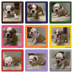 Bulldog Puppies Ready 28th March/British Bulldog/Mixed Litter/5 weeks,If your looking for amazing chunky pups these are the pups for you
Mum lives with us so are able to see her
Dad is a friend of the family

Mum gave birth to all nine naturally

The photos of them at two weeks and three weeks and will be updated weekly

Viewings will be at four weeks any questions please don’t hesitate to ask

I put daily photos and videos on TikTok Betty_Bulldogplus9

Puppies will be ready on the 28th March

All puppies have had 24hr constant care and attention from experienced Bulldog owners in a family home environment. All pups will be available from 8 weeks with KC registration,, microchipped, first vaccinations, wormed, fleed, puppy contract, and puppy pack.

Blue - Boy - Chocolate and White £2000
Pink - Girl - Chocolate and White - £2200 (has the lilac gene so will pass on)
Orange - Boy -Red and White £2000
Purple - Boy -Fawn and White £2100
Green - Boy - Red and White £2000
Grey -Girl - Fawn and White £2200 (has the lilac gene so will pass on)
—-RESERVED—-Red - Boy -Fawn and White £1900—RESERVED—-
Brown - Boy - Chocolate and White £2000
—-RESERVED—-Yellow -Boy -Fawn £2000 —RESERVED——-

Confirmation of purchase is via non-refundable deposit of £500.

We will require full names and addresses of any prospective buyers and details of any experience with bulldog or dog ownership generally. English Bulldogs have a specific character and requirements, please research the breed prior to deciding to purchase one.

Pups will leave
DWKC Registered
Microchipped
Puppies will be Wormed flead to date
4 weeks Petplan insurance
Puppy pack
Any further information please ask
Or require anymore pics or vids from my wide collection I have 1000s