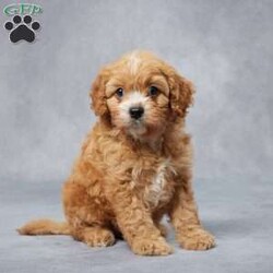 Grace/Cavapoo									Puppy/Female	/8 Weeks,AKC registered / Genetically tested Parents – Happy and healthy – F1 Cavapoo – Up to date on and deworming – Microchipped – 6 month health/1 year genetic guarantees(1yr/2yr if you remain on recommended food)- Full vet examination Call/text/email to schedule a time to come out and visit. We can ship to you, or can meet you at our airport. We can also meet in between if a reasonable distance.