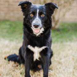 Adopt a dog:Travis Swifty/Border Collie/Male/Baby,This dog is currently out of state but will be transported to New England shortly with no additional travel costs.  The long distance adoption process includes talking to the foster they are living with in the south.  Roughly 90% of our dogs are successfully long distance adopted and 10% adopted locally.

**Please read Travis Swifty's entire profile, which includes a link to the adoption application at the end. Thank you!** 

Meet Travis Swifty - one of the seven adorable SWIFTY puppies who were born in Tennessee on 1/24/24.  Their momma Andi Swifty (shown) is a Border Collie and we believe their dad to be a Great Pyr.  You can tell by their size already at 6 weeks that they will be large pups.   He currently weighs 9.3 pounds - the largest of the litter.  And what unique coloring he has too!

So how do you start a LOVE Story with a pup?  We know you will be ENCHANTED with any of these fluffy babies - and that you will love them FOREVER & ALWAYS.   You will feel like you just won the big game, and had your WILDEST DREAMS fulfilled.  OK, enough of our cliche references.  

You can see these pups are spectacularly cute - we don't have to tell you that.  They are your typical puppies - fun, happy, playful, energetic, social, loving and sweet.  They will do well in any home that can be devoted to their exercise and training - as both Border Collie's and Great Pyrenees are breeds that need jobs and structure.  They came into rescue at only 2.5 weeks and have been routinely handled as well as spoiled and loved!  

Want to say YOU BELONG TO ME.....just apply!  (OK, we weren't done with the references I guess) :)

All dogs are up to date on vaccinations and spayed/neutered at the time of adoption.  All dogs require professional training to become the best family member they can be.

To adopt or learn more about Travis Swifty, you must fill out an adoption application. To find the application, copy and paste this URL into your browser: WWW.GDRNE.COM/ADOPTION-APPLICATION [Adoption Fee: $575]  **  

PLEASE READ: If a dog is listed, then s/he is currently available for adoption. Their information is correct to the best of our abilities and the information we have been given as of the day of posting. From time to time we receive new information/photos of a dog and we do recreate their listing, which means their old listing link will no longer be valid.  If you are considering a dog but don't apply right away please make sure to search for the dog by name if the link you have no longer works.

Please note, GDRNE does not guarantee the breed of any dog or puppy unless stated that we have run DNA. All breeds listed are educated estimates. Note that if the dog is listed as an 
