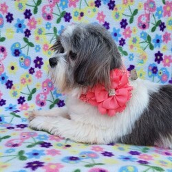 Adopt a dog:Schuler/Shih Tzu/Female/Senior,Hello, my name is Schuler, I’m a girl, I’m a Shih Tzu, I’m 10 years old, I’m 14.5 lbs, I’m pretty, and I am looking for a forever home somewhere in or near Connecticut. The first decade of my life didn't go as I had hoped. I was living way down south in Texas along the border of Mexico, and I was a stray, uncared for, and a matted mess when I was picked up off the street by a local dog rescue. My life has been hard, and I’m the type of girl who should have been living in the lap of luxury, being groomed and fussed over because I’m sweet and have manners. I don't potty inside or chew on your belongings. I adore my people and I don't freak out if I’m left home alone. I am allowed free-range status in my foster home because I am trustworthy. I’m friendly and affectionate but won't be slobbering all over you. I’m fine with other dogs but I’m more interested in people, and occasionally I’ll pick up a doggy toy to play with. I am nowhere near ready to retire but I do enjoy a relaxed lifestyle and a snuggly doggy bed or a place beside you on the sofa. I have a soft trachea resulting in a somewhat chronic cough but my foster mom gives me Cosequin which has been helping. Heartworm is a common problem here in Texas, but I have been treated and now I’m good to go. I hope my next decade is filled with so much love and happiness that my past is long forgotten, and it already is… just look at me now… I’m quite a beauty.

LOOKING FOR AN APPLICATION? Click on the 