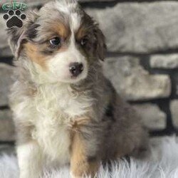 Jace/Mini Bernedoodle									Puppy/Male	/8 Weeks,Meet Jace , he is a beautiful and healthy, Mini Australian mountain doodle, his mom is Sheila , she is a 22# mini bernedoodle and dad is Bear , he is a 32# mini Aussiedoodle. He will be around 25/30# full grown, he is up to date on his shots and is currently being well socialized with. 