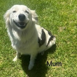 Adopt a dog:Bordoodle Pups First Gen Long Haired Border Collie x Miniature Poodle/Poodle (Miniature)/Both/Younger Than Six Months,Bordoodle Pup AdWe have 7 adorable BORDOODLE puppies for sale, 1 boy and 6 girls (non-shedding). Pups are an First Cross: Mum is a pure bred Long Haired Border Collie and Dad is a purebred Miniature Poodle (Orivet DNA Cleared). Our dogs are healthy and happy, a massive part of our family and have beautiful temperament and personalities. If you are looking for a loving companion or family pet these pups will be perfect for you.Boy 1 ‘Potato’Group Photo Girls Left to Right:Girl 1 ‘Spark’Girl 2 ‘Maggie’Girl 3 ‘Sparkles’Girl 4 ‘Collie’Girl 5 ‘Ziggy’Girl 6 ‘Snowflake’These gorgeous pups have been raised in a loving home. They love children as have been handled by our 3 children from birth. We are looking for excellent homes that will care for and love them. I am a registered breeder, the pups Mum and Dad are our beloved family pets. Mum (photo 8 & 10) weighs 15kg and is 48cms in height (ground to whither), Dad (photo 9) is 43cms ground to whither and weighs 12kgs. THE Pups will be MID SIZE DOGS, expected mature size approximately 12-15 kilos and 45cm at the withers (this represents the mid-point of the dog’s back between the shoulder blades of its front legs)..Our pups have been vet checked, microchipped, wormed every 2 weeks from birth and have had their first vaccination. They were born on 15th January 2024 and will be 8 weeks old and ready for their new homes on MONDAY 11th MARCH 2024.Transportation can be arranged (at buyers’ expense) and we may be able to deliver to SOME AREAS depending upon dates.Bordoodles are very loving, loyal family pets and must be included in your day-to-day life, our puppies are raised in a loving family home with other dogs, cat and children.BIN registered B000942891	RPBA Member number: 1570 Located in INVERELL NSW 2360Before contacting me PLEASE:Fully discuss purchasing the puppy with your family prior to inquiry.Consider timing of collecting puppy suits before initiating contact