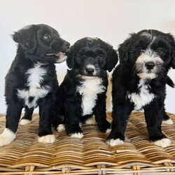 Adopt a dog:Bordoodle Pups First Gen Long Haired Border Collie x Miniature Poodle/Poodle (Miniature)/Both/Younger Than Six Months,Bordoodle Pup AdWe have 7 adorable BORDOODLE puppies for sale, 1 boy and 6 girls (non-shedding). Pups are an First Cross: Mum is a pure bred Long Haired Border Collie and Dad is a purebred Miniature Poodle (Orivet DNA Cleared). Our dogs are healthy and happy, a massive part of our family and have beautiful temperament and personalities. If you are looking for a loving companion or family pet these pups will be perfect for you.Boy 1 ‘Potato’Group Photo Girls Left to Right:Girl 1 ‘Spark’Girl 2 ‘Maggie’Girl 3 ‘Sparkles’Girl 4 ‘Collie’Girl 5 ‘Ziggy’Girl 6 ‘Snowflake’These gorgeous pups have been raised in a loving home. They love children as have been handled by our 3 children from birth. We are looking for excellent homes that will care for and love them. I am a registered breeder, the pups Mum and Dad are our beloved family pets. Mum (photo 8 & 10) weighs 15kg and is 48cms in height (ground to whither), Dad (photo 9) is 43cms ground to whither and weighs 12kgs. THE Pups will be MID SIZE DOGS, expected mature size approximately 12-15 kilos and 45cm at the withers (this represents the mid-point of the dog’s back between the shoulder blades of its front legs)..Our pups have been vet checked, microchipped, wormed every 2 weeks from birth and have had their first vaccination. They were born on 15th January 2024 and will be 8 weeks old and ready for their new homes on MONDAY 11th MARCH 2024.Transportation can be arranged (at buyers’ expense) and we may be able to deliver to SOME AREAS depending upon dates.Bordoodles are very loving, loyal family pets and must be included in your day-to-day life, our puppies are raised in a loving family home with other dogs, cat and children.BIN registered B000942891	RPBA Member number: 1570 Located in INVERELL NSW 2360Before contacting me PLEASE:Fully discuss purchasing the puppy with your family prior to inquiry.Consider timing of collecting puppy suits before initiating contact