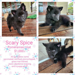 F2 Pomskies, 5 females 9 weeks old /Pomeranian/Female/Younger Than Six Months,Precious PomskiesWould like to introduce our Spice Girls LitterWe have 5 precious girls availablePosh $6,500Ginger $3,500Baby $2,000Scary $1,000Sporty $1,000All our babies come vaccinated, microchipped, wormed, and full health check.BIN 0005605969627Feel free to check out our Facebook page, for photos of our previous litters.https://www.facebook.com/profile.php?id=100088569615890&mibextid=ZbWKwL
