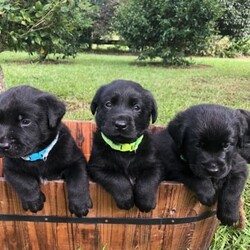 Purebred Labrador puppies/Labrador Retriever/Male/Older Than Six Months,DNA tested Purebred LabradorsAll puppies will be:VaccinatedMicrochippedVet checkedWormed every 2 weeksFlea treatedCheck out our Parrabel park Labradors Facebook page to see our beautiful puppies as they grow and you can also see our previous litter and feed back from them. They were very well behaved calm puppies, They would come and sit at your feet to greet you.Both parents are Hip and elbow scored/x-rayed with exceptional results and Dna / Genetic health screened. They have been tested for hereditary diseases and will not be affected.The parents Dna test also proves they are purebred Labradors. They have been bred for their quality and their beautiful temperaments. I try to breed the best family member I can 