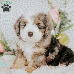 Dan/Mini Bernedoodle									Puppy/Male	/9 Weeks,Do you love Bernese Mountain dogs but struggle with the heavy shedding then take a look at this puppy. With their poodle hair but Bernese happy personality they are sure to please.