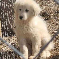Adopt a dog:Joplin/Great Pyrenees/Female/Baby,Are you looking to fill your heart with a ball of fluff that will keep you laughing? Meet Joplin!

Joplin is a Great Pyrenees puppy born on 11/5/23. She is a super sweet soul who is ready for a family of her very own!

She is a shy and submissive puppy who is learning that the humans in her world are good ones. Her future family will be super patient with her and give her lots of positive experiences as she continues to blossom! She’s crate trained and doing well with her house training. 

Joplin ADORES other dogs and is great with them. Having a confident companion in her new home will be essential to her happiness! Any kids in the home should be old enough to be respectful to dogs, likely 10+!

She will need a physically fenced yard and a family dedicated to the training and socialization of a large breed dog.

If you are interested in adopting Joplin, please apply online, at https://bigfluffydogs.com/adopt/adoption-application/and email taylor@bigfluffydogs.com!

___________________________________________________________________________________ 

Our main website, www.bigfluffydogs.com has more information about us and the rescue process. 

NOTE TO EMAILERS FROM PETFINDER: WE DO NOT RESPOND TO EMAIL INQUIRIES WITHOUT AN APPLICATION. WE REGRET WE CANNOT RESPOND TO EVERY EMAIL, BUT UNLESS YOU FILL OUT AN APPLICATION, WE DO NOT KNOW YOU EXIST. 

All known information about an individual dog is provided in its listing. We do our best to provide accurate information, but adopters should understand that each home is different and the dog may behave differently in a new home. Dogs are creatures of their environment and you help make the dog what it will be. Homes considering adopting a puppy must be prepared for 1.) Flexible schedules for potty training. Puppies can only hold it for one hour per month of age (i.e. a 4-month-old puppy can only go 4 hours without a potty break). 2.) Crate training until the puppy is at least one year old to prevent chewing on inappropriate things when you can't supervise. 3.) Socialization.  The more positive and varying experiences as a puppy the better, both in and out of your home. 4.) Puppy behavior and life stages are equivalent to a human toddler. It takes at least a full year to have a calmer, well-adjusted dog. Patience is required and when your dog's behavior is a positive experience for you and those around you, your patience will be rewarded ten-fold, for years to come.  Please do not consider adopting a puppy if you have not thoroughly thought through the pros and cons of having one. So many people end up returning them after 3-5 months because they didn't realize the amount of work involved in raising a puppy.  Patience, appropriate toys, socialization, and obedience training are all musts. All are time-consuming and can be expensive. All dogs require supervision with children and obedience training. Adopters that want to have good dogs must be prepared to put the time and effort into training a dog. Any dog requires work and effort, but a well trained, well-socialized dog is more than worth the effort to get them there.