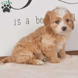 Trixy/Cavapoo									Puppy/Female	/9 Weeks,This sweet Cavapoo puppy is cute as a button and looking for her forever home. I am Raised on a farm with children and have been vet checked and dewormed, I will come with a 30 day health guarantee provided by the breeder, If you are interested in adopting me, call or text the breeder.