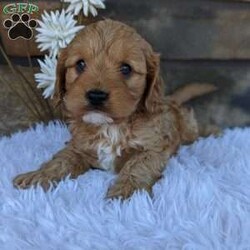 Mase/Cavapoo									Puppy/Male	/8 Weeks,Hi meet Mase !! I am calm but love to play!! Both my parents are OFA certified and weigh around 14 pounds. Please call or text Rebecca and she will be glad to help you. I will be coming home with: A blankie with sibling scent for comfort