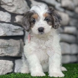 Annie/Mini Bernedoodle									Puppy/Female	/7 Weeks,Meet Annie, she is a beautiful and healthy, Australian mountain doodle , her mama is Sophia, she is a 20# pound mini bernedoodle and dad is Bear, he is a 32# mini Aussiedoodle, she has had a perfect health check by our vet , and is also up to date on her shots and very well socialized with . She comes with her  health and shot records, a blanket and a small baggie of puppy food to help her transition.