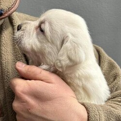 Adopt a dog:Stunning White Labrador Puppies - Only 1 left/Labrador/Mixed Litter/6 weeks,PURE WHITE LABRADOR PUPS



Born 15th February to truly stunning parents



One of the whitest litters in the UK



Boy 1 - SOLD

Boy 2 - SOLD

Boy 3 -

Girl 4 - SOLD

Girl 5 - SOLD

Girl 6 -

Girl 7 - SOLD



Photos of puppies will are available and regularly as they grow.



Dad is a fully trained gun dog, these dogs make ideal pets or workers, amazing temperament, can be seen with mum at home, I could not stress what a lovely dog Mum is, stunning, and an amazing temperament, very loving



Mum is Kelly KC reg, fully DNA tested, hip and elbow scored, same for dad Bear



£350 non-refundable deposit is required to secure a puppy. Deposit Payment by BACS transfer.



Hip & Elbow



Kelly GOOD American scored

Bear 0/0



Good homes essential



Please note there will be Breeding endorsement on all of these pups



Please call for any more information required



5th generation pedigree certificates are available to view for both mum and dad. Both are KC registered Labrador with excellent hip, elbow, COI scores 0.0% along with 5 generations of ancestors. Dad and Mum genetically clear



They were born and will be raised in our home, with our family, used to children and other animals



They will leave with a fully loaded ‘Pilling Gun Dogs’ puppy box ??



Vet checks

First vaccination

Microchipped

Flea/worm treated

James Wellbeloved Puppy pack

Raw Puppy

Puppy toys

5 generation pedigree certificate

Puppy contract and receipt including Lucy’s Law



FOR VIEWING PLEASE CALL OR MESSAGE TOM
- PILLING

£350 non-refundable deposit is required to secure a puppy. Deposit Payment by BACS transfer.



Sadly due to the current climate I have to point out that we had two fully protection trained free range Belgian Malinois who like introducing themselves to unscheduled visitors!! We also have CCTV, direct to police alarms etc but I assume you would like to keep all your limbs as this is more of a deterrent - You have been warned