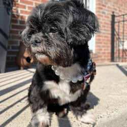 Adopt a dog:Kiki/Shih Tzu/Female/Senior,Meet Kiki! Kiki is about 9-10 years old and weighs about 15 lbs. We think Kiki looks like a Shih Tzu. Don't let Kiki's age fool you --- Kiki still has a good deal of energy and enjoys her multiple daily walks as well as playtime with her doggie toys. Kiki is great with other dogs both big and small. Kiki is pretty easy going but does not like for another dog to be near her food -- Kiki LOVES to eat:) Kiki enjoys a nice long nap either on her doggie bed or on someone's lap. Due to Kiki's age, we feel if there are children in her forever home, they should be dog savvy children ages 7 years and up. Kiki is spayed, up to date on vaccines, heartworm negative and microchipped.

***You must be at least 25 years of age to adopt from Canine and Kitties Rescue*** 

The adoption fee for this dog is $375.00, which helps with the cost of routine vet care. 

***Please note that our first step in approving adoption applicants is to complete a vet check. Vetting of current and past pets is very important to us, thus we will be speaking with the vet(s) listed on your application to ensure that your current and previous pet(s) are kept up to date on vaccines (including rabies), spayed or neutered, maintained on appropriate monthly preventatives and examined annually by your vet.*** 

Our organization cannot guarantee the exact breed of any animal in our care. The breed listed is based on any background we may have been provided, and/or the general appearance of the animal.

**Please visit www.caninesandkittiesrescue.org to complete our non-binding application.**