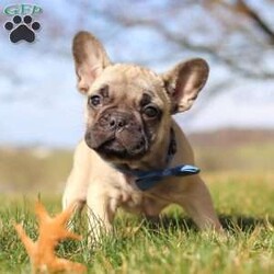 Wade/French Bulldog									Puppy/Male	/9 Weeks,Meet Wade, the most adorable little AKC Frenchie. With the most silkiest, wrinkly coat and cutest ears he is ready for any adventure you have planned. Wade loves his people very much and can’t wait to join his new family. Beyond their physical charm, Frenchies have the delightful personalities. They are known for being affectionate, playful, and loyal. Despite their small stature, they exude confidence and are often described as “big dogs in a small body”. Frenchie’s love being around people which makes wonderful lap dogs and cuddle buddies.