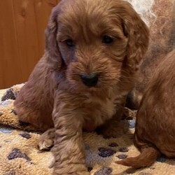 Adopt a dog:F1 MINIATURE SHOW TYPE COCKAPOOS DNA HEALTH TESTED PARENTS/Cockapoo/Mixed Litter/3 months,Stunning red F1 miniature Cockapoo’s. Both parents KC registered and fully DNA health tested clear.
Mum is a full show type cocker spaniel, no working lines. Tested for everything in the breed.
Dad is a red miniature poodle, tested clear for everything in the breed.
The puppies have been raised in a busy household and very well socialised with young children and other pets.
They have been puppy pen trained, part toilet trained. They will leave for their permanent new homes from 28th Feb. They will have a full health check, first vaccination and be microchipped. Copies of both parents KC pedigree and clear DNA health test certificates will be given, along with a care sheet, worming schedule, a bag of food they have been weaned on, a scent blanket to help them settle into their new home. £300 deposit will secure your chosen puppy. Please feel free to get in touch for more information or to arrange to view these beautiful puppies.