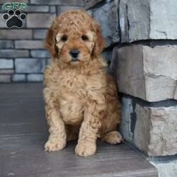 Daisy/Mini Goldendoodle									Puppy/Female	/9 Weeks,Daisy is an f1 mini Goldendoodle. She has an outgoing personality, likeable, and happy! We are looking for a loving home for this girl, please call me today for more info, 