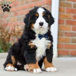 Leo/Bernese Mountain Dog									Puppy/Male	/7 Weeks,Introducing Leo our adorable AKC Bernese Mountain Dog known for his affectionate nature spend just a little time with him and he will become your bestie in no time. From his silky deep coats to his loving and adaptable nature he is set to become the heartbeat of your home. Playtime is no joke to him, and he will always find a way to make you smile with his cute puppy antics, this little baby will steal your heart from the very first minute you see him. Momma to this sweet baby is an beautiful girl named Nemmy. She is the best momma to these to her little ones!! Dad is a stunning Bernese named Omen, he loves treats and to run and play in the outdoors. Omen weighs 39lbs. The puppies come with a health guarantee, microchipped, and they are up-to-date on vaccinations and dewormer. For more info, or to schedule a visit with the babies, you can call or text me anytime! –Cindy Miller