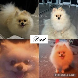 PUREBRED TEACUP SIZED POMERANIAN /Pomeranian/Female/Younger Than Six Months,Hey everyone! We are excited to announce we have one last female Miniature Teacup Sized Purebred Pomeranians.These angels are bred with quality, perfectly healthy (DNA tested), very small sized and light weight parents ensuring that the puppies are guaranteed to grow up to be very tiny, small enough to fit in a handbag like their Mum. We anticipate their average weights to be between 1.5-2.5 kilograms as per previous litters in the past. Mum is only sitting at 2 kilograms where as dad is sitting at 3 kilograms as shown in photos.They were born on the 01st of October 2023 so that'll be the day to celebrate their little birthday 