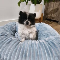Pure breed pomeranian puppies/Pomeranian/Both/Younger Than Six Months,Stunning Purebred Pomeranian Female and Male Puppy for sale.We are experienced responsible breeders.Our cute puppies is raised in a very loving family environment and are very well socialised and active.Our stunning puppies are available to leave to their new home now,will come vaccinated, wormed, vet checked and microchipped.Both parents have been DNA tested and both parents are certified and clear of a hereditary genetic disease.Our puppies are raised with love and care, as part of our family. It would be fantastic if you could tell us a bit about your self before coming to see the puppy.DOB: 08/11/2023Colour: Fawn and whiteSex: MaleD.O.B: 08/11/2023Colour: Balck and white Sex: Female 