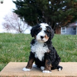 Danny/Mini Bernedoodle									Puppy/Male	/10 Weeks,Meet your new bestfriend, Danny! This adorable Mini Bernedoodle puppy is vet checked & up to date on shots & wormer, plus comes with a health guarantee provided by the breeder! Danny is super outgoing & well socialized! If you would like more information on this peppy pup, please contact Wilmer Stoltzfus today!