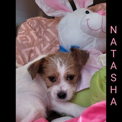 Adopt a dog:Natasha/Silky Terrier/Female/Baby,Meet Natasha!

Hey there, world! I'm Thor, the mighty 8-week-old terrier mix puppy ready to conquer hearts and find my forever home! With my seven sisters and brother by my side, we're a pack of adorable pups on a mission to spread love and joy wherever we go.

You see, being the youngest in the litter, I've learned a thing or two about love and companionship from my amazing mom, Sandy. She was the best mommy a pup could ask for, and now I'm ready to spread my wings (or should I say, paws) and find a home of my own.

With my cute puppy eyes and playful spirit, I'm sure to steal your heart in no time! Whether it's cuddling up for a nap, playing with my siblings, or giving you all the puppy kisses in the world, I'm always up for some fun and adventure.

So, if you're looking for a furry friend who's as cute as can be and ready to fill your life with love and laughter, then look no further—because I'm your guy! Let's make memories, share snuggles, and embark on this journey called life together. Adopt me, Natasha, and let's create our own paw-some adventures! ???