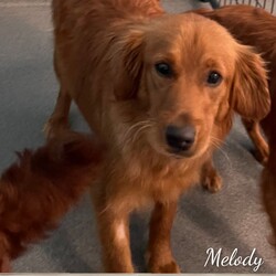 Adopt a dog:Melody /Cavapoo/Female/Young,? Meet Melody! ?

Hey there, everyone! I'm Melody, the musical sister of the sweet and charming Ariel. With a heart full of love and a melody in my soul, I'm ready to serenade my way into your heart!

Just like my sister Ariel, I'm as sweet as can be and oh-so-trainable. Whether it's learning new tricks, going for walks in the park, or simply snuggling up for some quality cuddle time, I'm always eager to please and ready to learn.

With my gentle spirit and loving nature, I'm the perfect companion for anyone in need of a furry friend to share their days with. Whether you're looking for a walking buddy, a loyal confidant, or simply someone to brighten your day with a wag of their tail, I'm here to be by your side through thick and thin.

So, if you're ready to add a little melody to your life and embark on a harmonious journey together, then look no further—because I'm your girl! Let's make memories, share laughs, and create a beautiful symphony of love and companionship. Adopt me, Melody, and let's make every day a song worth singing! ??
