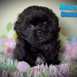 Bentley/Shih-Poo									Puppy/Male	/11 Weeks