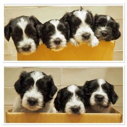 Adopt a dog:Rare Schapendoes Puppies (also known as Dutch Sheepdogs)/Schapendoes/Mixed Litter/5 weeks,Our third and last litter of rare Schapendoes puppies were born on February 13th, six females and one male puppy. There are four females and the male puppy available to buy. The puppies can be viewed with both parents and two other relatives.
Schapendoes are an intelligent, active, medium sized dog. They are often mistaken for Bearded Collies or Tibetan Terriers on our walks. They make good family pets as they enjoy a cuddle as much as a play or walk. They are good at agility training. They do require regular brushing, but they don’t shed their coats they drop whisps of fur.
With this new litter there are only 39 Schapendoes in Great Britain, because of the low number the breed isn’t recognised by the English Kennel Club. We supply all our puppies with Dutch Kennel Club pedigree certificates.

More pictures can be seen at Drayton’s Dozen on Facebook or Garden_Or_Dogs on Instagram.