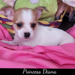 Adopt a dog:Princess Diana /Silky Terrier/Female/Baby,Meet Princess Diana!

Hey there, world! I'm Thor, the mighty 8-week-old terrier mix puppy ready to conquer hearts and find my forever home! With my seven sisters and brother by my side, we're a pack of adorable pups on a mission to spread love and joy wherever we go.

You see, being the youngest in the litter, I've learned a thing or two about love and companionship from my amazing mom, Sandy. She was the best mommy a pup could ask for, and now I'm ready to spread my wings (or should I say, paws) and find a home of my own.

With my cute puppy eyes and playful spirit, I'm sure to steal your heart in no time! Whether it's cuddling up for a nap, playing with my siblings, or giving you all the puppy kisses in the world, I'm always up for some fun and adventure.

So, if you're looking for a furry friend who's as cute as can be and ready to fill your life with love and laughter, then look no further—because I'm your guy! Let's make memories, share snuggles, and embark on this journey called life together. Adopt me, Princess Diana , and let's create our own paw-some adventures! ???