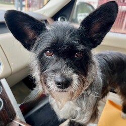 Adopt a dog:JACK SPARROW/Miniature Schnauzer/Male/Young,
PLEASE READ THE FOLLOWING INFORMATION AND REQUIREMENTS FOR ADOPTION   JACK SPARROW is currently in foster care in Houston, Texas and the adoption fee includes his transportation with Mighty Mutt Shipping to the north east
if interested there is an application on our website

https:/www.houstonshaggydogrescue.org/apply/

Sweet Jack Sparrow is such a handsome boy, he is approx 3 years and 15 lbs, he has a funky tail, its about 4 inches long, I cannot tell if someone tried to dock it at birth and did a bad job or if it was cut off..but I don't think it was..we are not sure of his breed mix, but he looks like a schnauzer/terrier mix/chihuahua
he gets along great with the other rescues but doesn’t interact or play with them ,he loves to get all of the attention and doesn’t like the other dogs honing in when he is getting petted, he is very much a people dog ! so we think he would love being an only dog with a nice fenced in yard to wander in,he is well house and leash trained and just a happy little boy
he will be ready for a new home just after easter and is going to be a great companion for someone.


THIS DOG IS CURRENTLY IN FOSTER CARE IN HOUSTON, TEXAS,WE SHIP OUR DOGS WITH MIGHTY MUTT SHIPPING TO THE NORTH EAST

OUR RESCUE POLICY - It is our rescue policy for all our dogs that we require a home with experienced dog owners only and no children under that age of 8 years.


The total adoption fee of $500 ( and includes the required interstate health certificate and transport , spay/neuter, shots including rabies, bordatella, parvo, distemper ,canine influenza, and microchip. The total amount is payable to Shaggy Dog Rescue which is a 501c3. Some of our dogs are still in Texas in foster care. Our application is online at
https:/www.houstonshaggydogrescue.org/apply/