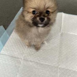 Purebred Pomeranian female puppies/Pomeranian/Female/Younger Than Six Months,These purebred adorable pups were born on Jan 26th, available to loving homes after March 22nd when they are 8 weeks old.* Daddy is a purebred pom weighing 2.1kg - cream/fox colour* Mom is a purebred foxy pom weigh 2.0kgAll parents have been DNA tested with certificate.Yes, we are breeders with more than one female dog. We own both parents.Total 3 cute girls and 1 boy available:- Boy is cream colour, will be very similar to his dad when he's bigger. - SOLD- 3 girls available. Every single girl is different and adorable in their own way.(One reserved)Our puppies are dearly loved, and we want them to go to homes where they will receive the same level of love and care. They are getting cuddles by my children every day.Puppies will come with:1. Vaccination record2. Microchip info3. Vet checked4. Handy notes for raising pups7. Sample puppy food the pupsMicrochip: 900164002097000, 900164002097001We locate in Kogarah 2217. SMS for more details.Responsible pet breeder Australia number: 7634Member of Master Dog Breeders and Associates MDBA30326BIN B975315777