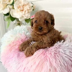 Adopt a dog:Gorgeous Toy Cavoodle 1st Gen Pup, pics of previous matting attached//Female/Younger Than Six Months,Only 1 female left,Loveableoodles proud breeders of quality Cavodles are proud to announce the safe arrival of our outstanding Cavoodle LitterBorn on the 17th of February, We have a limited number of absolutely gorgeous Toy Cavoodle puppies available.These pups will be available to take home from the 12th of April onward,Ask us for a link to our website loveableoodles for more pictures and contact information.Mum is a 6kg Cavalier King Charles (DNA Tested)Dad is a 3.5kg Red Toy Poodle (DNA Tested)Please note:- Both parents have been DNA tested- These puppies will NOT exhibit disease symptoms associated within their breed hereditary diseases- We anticipate their weights to range from 4-7kgAll of these beautiful pups have been- Veterinary examined & vaccinated- Microchipped- Wormed every 2 weeks from birth- Socialised with adults and kids.These absolutely adorable little Cavoodles have the most gentle, affectionate and loving natures. Having been raised inside and outside our home, our puppies are well suited and adjusted to both the indoors and outdoors.Registered members of RPBA 611