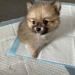Purebred Pomeranian female puppies/Pomeranian/Female/Younger Than Six Months,These purebred adorable pups were born on Jan 26th, available to loving homes after March 22nd when they are 8 weeks old.* Daddy is a purebred pom weighing 2.1kg - cream/fox colour* Mom is a purebred foxy pom weigh 2.0kgAll parents have been DNA tested with certificate.Yes, we are breeders with more than one female dog. We own both parents.Total 3 cute girls and 1 boy available:- Boy is cream colour, will be very similar to his dad when he's bigger. - SOLD- 3 girls available. Every single girl is different and adorable in their own way.(One reserved)Our puppies are dearly loved, and we want them to go to homes where they will receive the same level of love and care. They are getting cuddles by my children every day.Puppies will come with:1. Vaccination record2. Microchip info3. Vet checked4. Handy notes for raising pups7. Sample puppy food the pupsMicrochip: 900164002097000, 900164002097001We locate in Kogarah 2217. SMS for more details.Responsible pet breeder Australia number: 7634Member of Master Dog Breeders and Associates MDBA30326BIN B975315777