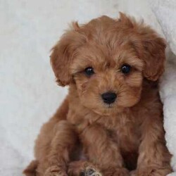 Adopt a dog:Tiny Cup size Toy Cavoodle puppies/Poodle (Toy)/Female/Younger Than Six Months,Litter of tiny Toy Cavoodles available to find their forever home. 9 weeks old ready to go✅Microchipped, Vaccinated, health checked and wormed on a regular basis.✅ 9 weeks old. Ready today to find her forever home. Her mum is a toy cavoodle, Dad is a toy poodle. Estimated fully grown around 3-4kg✅ Australia wide delivery available or pick up near liverpool nsw. New owners will get a small puppy bag and a puppy care bag from petbarn.Come meet the puppies today !