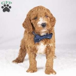 Milo/Mini Goldendoodle									Puppy/Male	/January 23rd, 2024,Meet these friendly, fluffy F1BB Mini Goldendoodle puppies! Vet checked, up to date on vaccines & dewormer, and family raised with kids, they are very social and ready to come live with you forever! Contact us today for more information on how to get started with adoption. We will gladly welcome you to our homestead to meet the litter. Shipping is available to anywhere in the U.S.!