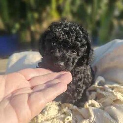 Adopt a dog:Tiny Cup size Toy Cavoodle puppies/Poodle (Toy)/Female/Younger Than Six Months,Litter of tiny Toy Cavoodles available to find their forever home. 9 weeks old ready to go✅Microchipped, Vaccinated, health checked and wormed on a regular basis.✅ 9 weeks old. Ready today to find her forever home. Her mum is a toy cavoodle, Dad is a toy poodle. Estimated fully grown around 3-4kg✅ Australia wide delivery available or pick up near liverpool nsw. New owners will get a small puppy bag and a puppy care bag from petbarn.Come meet the puppies today !