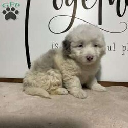 Reba/Aussiedoodle									Puppy/Female	/8 Weeks,Meet REBA, a beautiful Merle & White mini Aussie doodle. She was raised on a family farm, loves to play with our children. She is vet checked and up to date on all vaccines and wormers. She will come with a 1 year genetic health guarantee. Call or text the breeder anytime if you are interested in adopting this puppy. All Sunday calls or texts will be returned Monday