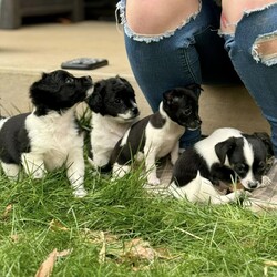 Adopt a dog:DIAMOND/Shih Tzu/Male/Baby,Meet Diamond. He and his littermates are looking for their forever homes. They were born 02/02/2024 and can leave April 5th, 2024. Mom is a rat terrier and dad a Shih Tzu terrier mix. Training your new pup is your honor and responsibility, including house training and good doggie manners.

Diamond  anb his sister Milkweed are the largest of the litter. Both got more of daddies Shih Tzu jeans so the are fluffy!  Both love lots of attention!  They are the first to come to your feet and want up. They love to sit on your lap and cuddle up. True cuddle bugs! 

If you are interested in adopting one of these cute little ones please visit our website, www.perrycountyanimalrescue.org,  fill out the adoption application. Once we have that processed we will be setting up meet and greets. Hurry because these cuties will be going quickly!