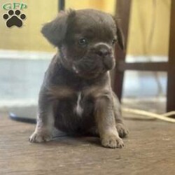 Bently/French Bulldog									Puppy/Male	/7 Weeks,Come and meet this beautiful little boy. He is a visual fluffy, so sweet and cute! He loves to snuggle and explore. If interested in meeting him feel free to call or text! Thanks so much 