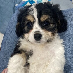 Adopt a dog:Bunny/Cavalier King Charles Spaniel/Female/Baby,Gorgeous Cavachon available 8 weeks old . .
Adoption fee is $875
Please fill out an application link
All puppies adoption fee includes
* Vet checked 
* Up to date Vaccinations
* Dewormed multiple times
*Microchipped with lifetime registration

https://form.jotform.com/230230464287149 

Please fill out an application, not just an inquiry as we dont always get them .