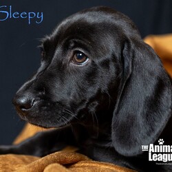 Adopt a dog:Sleepy/Labrador Retriever/Female/Baby,______
DOB/AGE: 01/10/2024
WEIGHT (GROWN): 40-50lbs 

You will need to complete an application before a Meet & Greet can be scheduled with me. Here is the link: theanimalleague.org/adoption-application/

PLEASE READ THE INFORMATION BELOW THOROUGHLY
_________________________

I am a Have-A-Heart Fundraiser pet. My additional fee helps The Animal League treat heartworm positive dogs.  Read more about the Have-A-Heart Fundraiser here: https://www.facebook.com/77786854491/photos/pb.77786854491.-2207520000.1455034437./10153429585124492/?type=3&theater 
PLEASE READ THE INFORMATION BELOW THOROUGHLY
____________________

NOTE: we CANNOT email information about fees. View our GENERAL fees here (you will need to copy/paste into your browser): https://theanimalleague.org/adoption-fees/ 
	
All of our dogs are spayed or neutered, receive a registered microchip, and are up-to-date on their age-appropriate shots, vaccines, and preventative care. We also test for heartworm when they are old enough. 

APPLICATION: https://theanimalleague.org/adoption-application/ 

Please visit https://theanimalleague.org/faqs/ for the answers to our most commonly asked questions such as, 