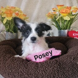 Adopt a dog:Posey/Pomeranian/Female/Baby,Please contact Sheryl with OAKDALE TINY PAWS RESCUE, text+1 (209) 606-3640 or email at tinypawsoakdale@gmail.com, Posey is being fostered in Oakdale.

Meet Posey, she was born on 12-1-23 and loves dogs, kids, and people. Posey and her litter mates are playful little pups with energetic personalities! Posey barks a little and is learning potty and behavior training. Posey is a Pomerian Chihuahua mix, her vaccines are up to date, she is microchipped, dewormed, and will be spayed on 4-9-24. If you are interested in meeting this sweet girl, please text or email Sheryl at the above contact information as we are currently accepting pre-adoption applications.

PRE-SCREENING, APPLICATION, VET REFERENCES & FENCED YARD REQUIRED. SERIOUS INQUIRIES ONLY! YOU WILL GET THE BEST OUT OF YOUR NEW FURRY FAMILY MEMBER BY GIVING THEM LOVE AND TRAINING