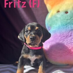 Adopt a dog:Fritz/Hound/Female/Baby,ADOPT Fritz!  She is a spunky and adorable  hound mix, 8 wks old and is currently about 5 lbs.  Her mom is about 40 lb. She is a black and tan coonhound/beagle mix but we don't know dad. 
Fritz is happy and playful. Loves to cuddle and snuggle.  She will make a wonderful addition to your family.  Apply to meet her and her  siblings. 

Apply at www.caninehumane.org

An application must be filed before meeting any of our dogs or puppies.

What is included in our adoption fee:
*Age-appropriate vaccinations
*Deworming
*Lifetime Micro chip - no annual fee
*First Month of flea/tick prevention
*First Month of Heartworm prevention
**Spay/Neuter at our partner vet
**First month free of Trupanion pet insurance

The adoption Fee is $350 including spay/neuter surgery 

He is current on vaccines and has had a wellness exam, heartworm tested, and microchipped.
We have a 3-hour adoption radius so please do not apply if you live further away. Thank you
In order to meet any of our dogs, please fill out an application. To fill out an application
go to http://caninehumane.org/adoption-application/

IF THE DOG IS ON PETFINDER THEN IT IS STILL AVAILABLE

www.caninehumane.org

***BE SURE TO CHECK YOUR SPAM/PROMOTION EMAIL FOLDER FOR CHN RESPONSE TO YOUR APPLICATION***